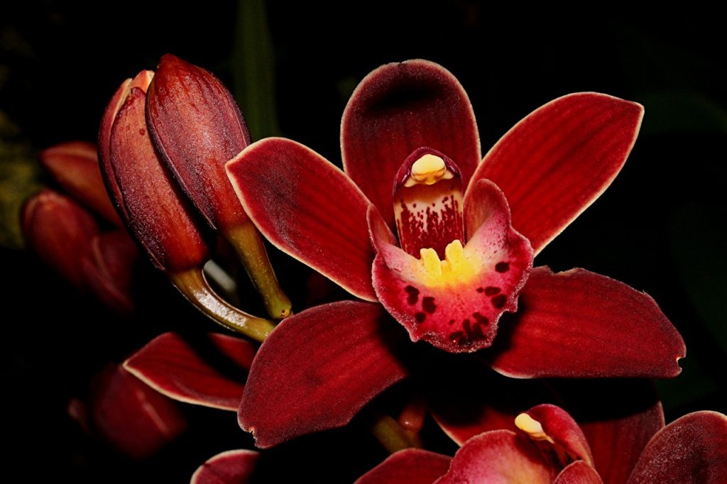 Deep Red Orchid Flower Seeds – Colorful Display Heirloom & NonGMO Seeds for Planting Home Garden
 
 Sale