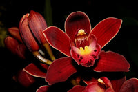 Deep Red Orchid Flower Seeds – Colorful Display Heirloom & NonGMO Seeds for Planting Home Garden
 
 Sale