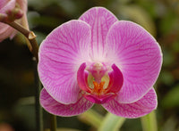 Pink Doritaenopsis Flower seeds for Planting - Easy to Grow, Heirloom & GMO Free Seeds for Home Garden