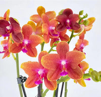 Orange White Phalaenopsis Orchid Flower Seeds 50 pcs Flower seeds for Planting Hardy Variety Heirloom & GMO Free Seeds for Home Garden