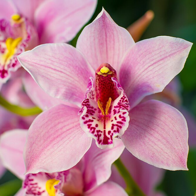 Cymbidium Orchid Flower Seeds for Planting  Seeds for Cultivating Beautiful Blooms in Your Garden
