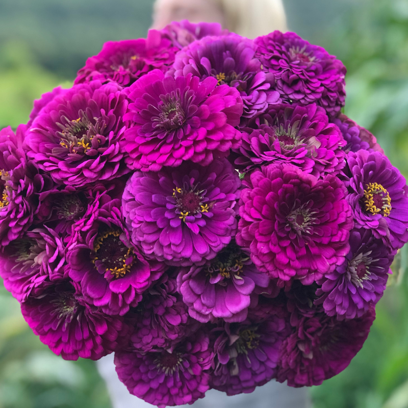 Lavender Zinnia Flower seeds for Planting - Seasonal Bloomer, Heirloom & GMO Free Seeds for Home Garden