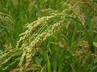 White Proso Millet Planting Seeds for Thriving Gardens and Sustainable Agriculture