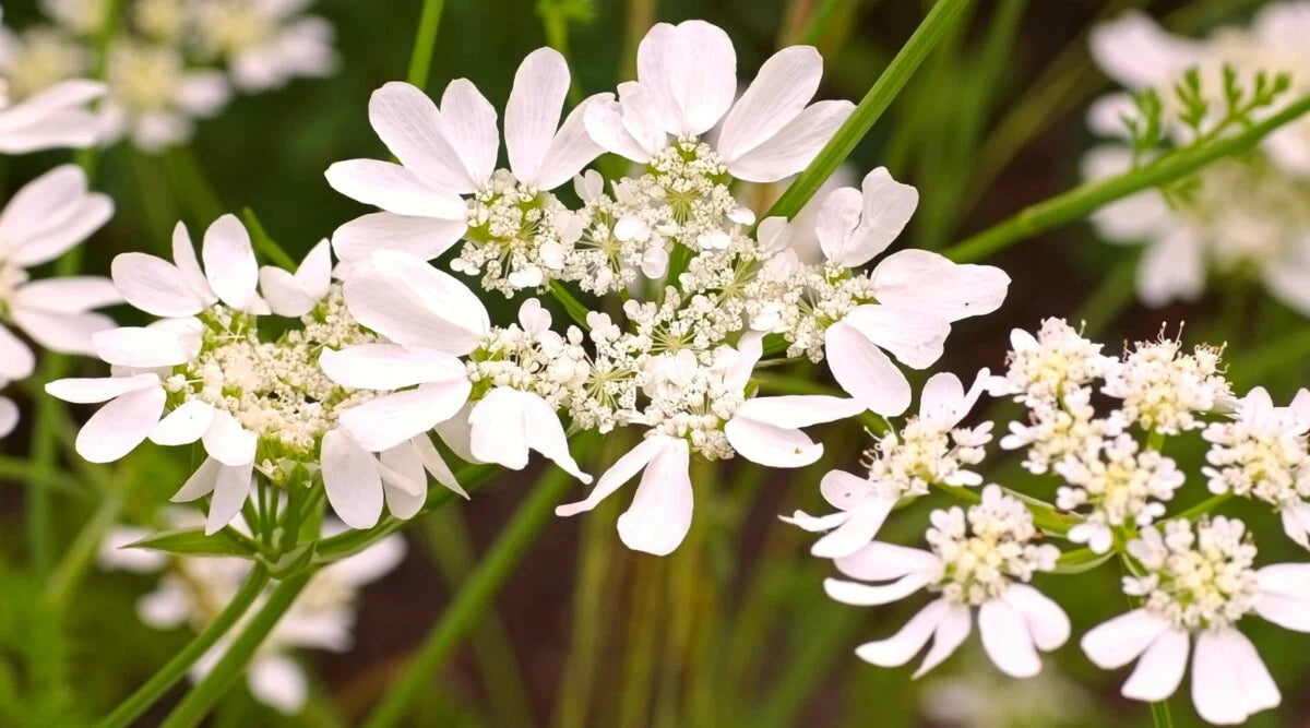 Orlaya Flower seeds for Planting - Seasonal Bloomer, Heirloom & GMO Free Seeds for Home Garden