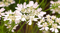 Orlaya Flower seeds for Planting - Seasonal Bloomer, Heirloom & GMO Free Seeds for Home Garden