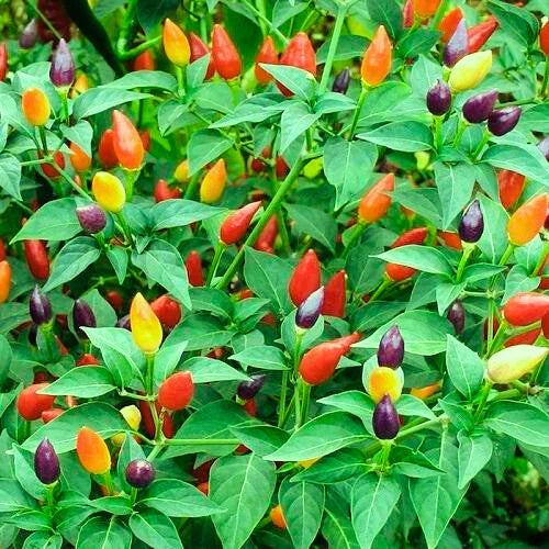 Ornamental Pepper Flower Seeds Mix, Planting