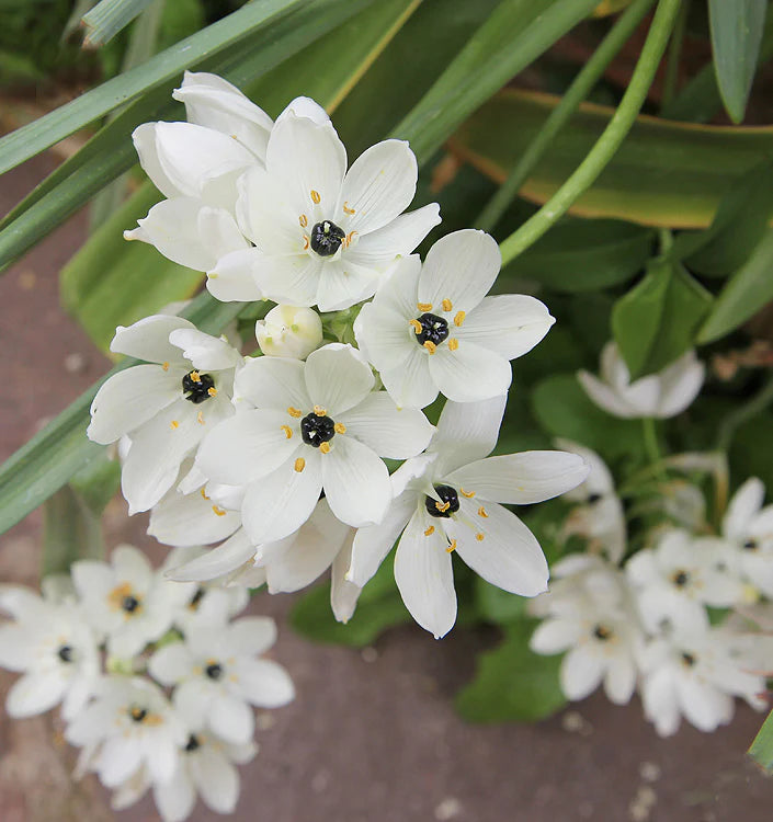 Star Bethlehem Flower seeds for Planting Vibrant Colors Heirloom & GMO Free Seeds for Home Garden
 
 Sale