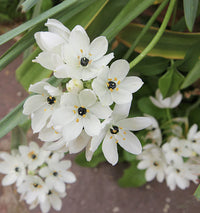 Star Bethlehem Flower seeds for Planting Vibrant Colors Heirloom & GMO Free Seeds for Home Garden
 
 Sale