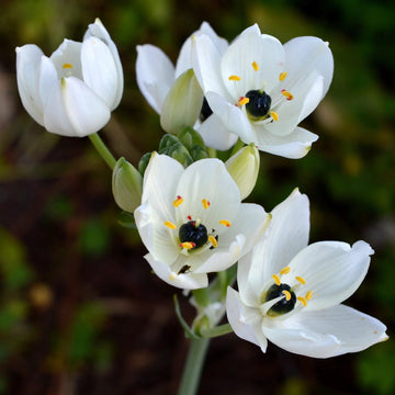 Star Bethlehem Flower seeds for Planting Vibrant Colors Heirloom & GMO Free Seeds for Home Garden
 
 Sale seeds for home garden planting