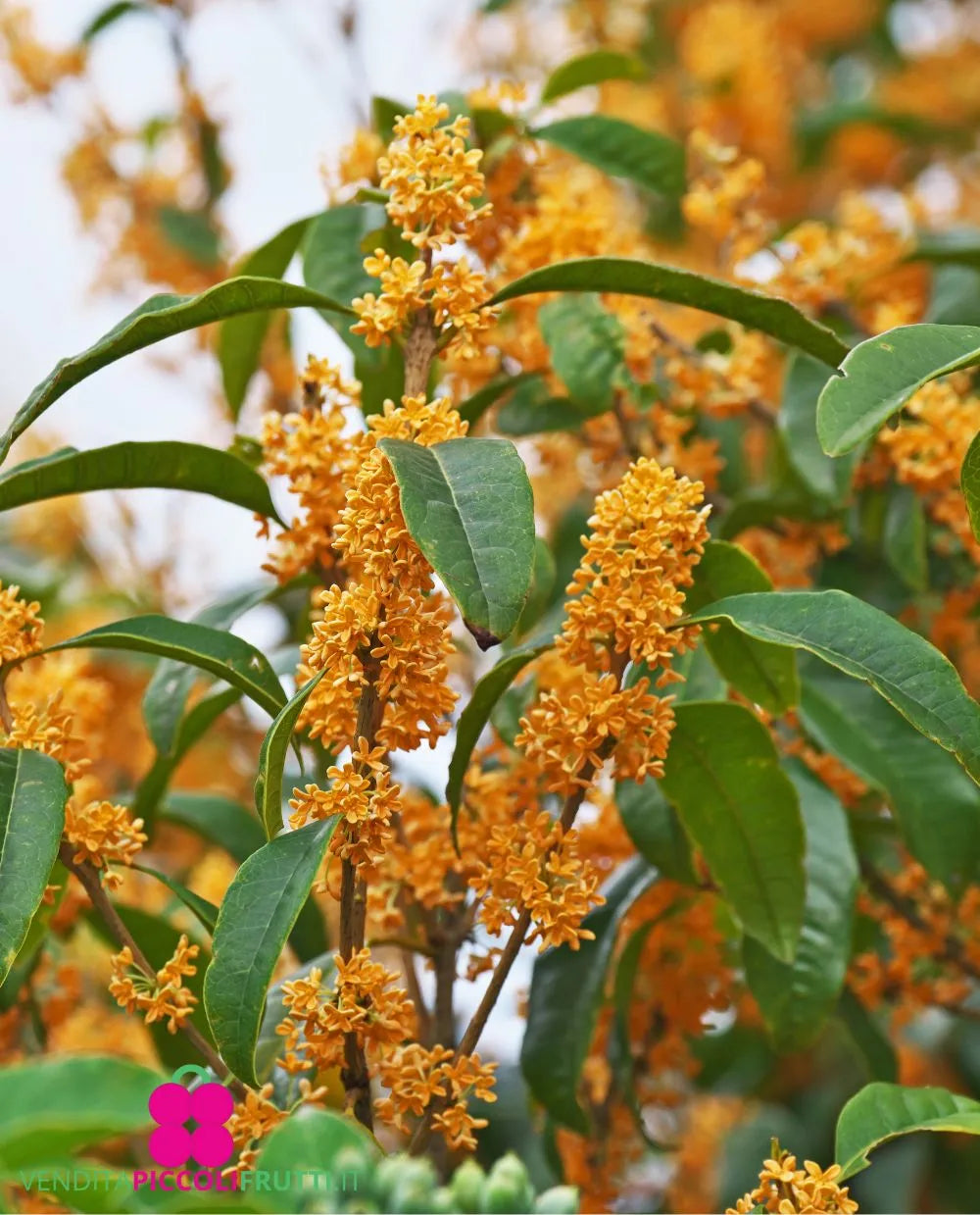 Osmanthus Flower seeds for Planting Colorful Display Heirloom & GMO Free Seeds for Home Garden