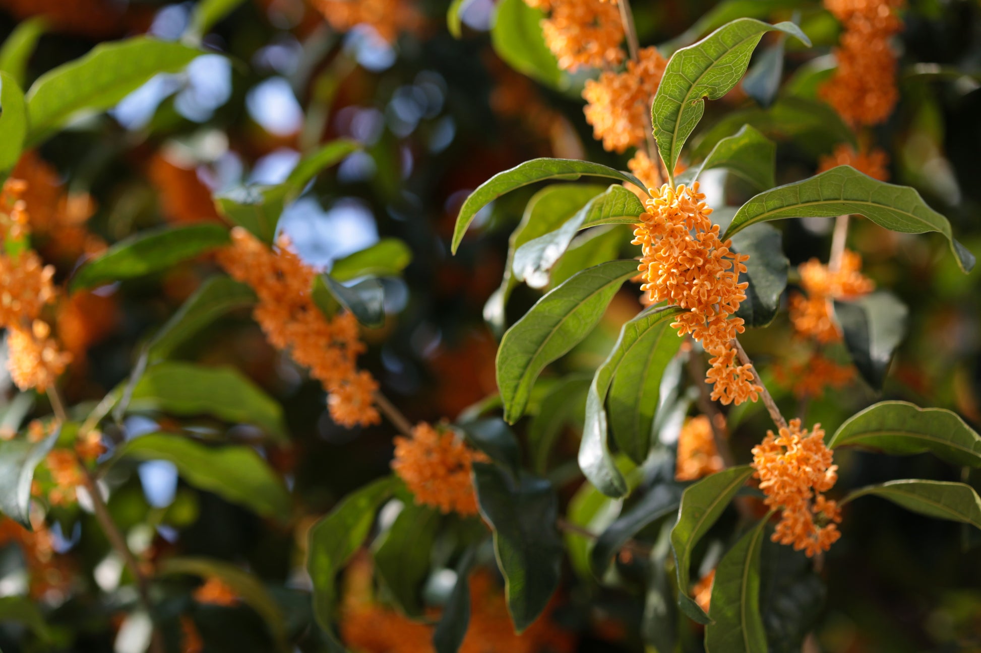 Osmanthus Fragrans Flower seeds for Planting Vibrant Colors Heirloom & GMO Free Seeds for Home Garden