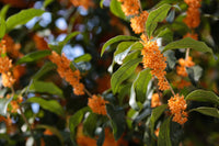 Osmanthus Fragrans Flower seeds for Planting Vibrant Colors Heirloom & GMO Free Seeds for Home Garden