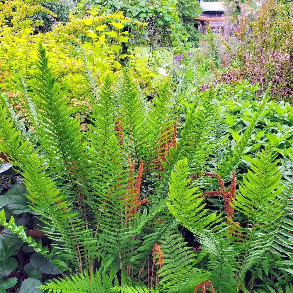 Cinnamon Fern Spores Flower seeds for Planting - Seasonal Bloomer, Heirloom & GMO Free Seeds for Home Garden