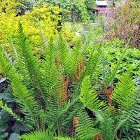 Cinnamon Fern Spores Flower seeds for Planting - Seasonal Bloomer, Heirloom & GMO Free Seeds for Home Garden