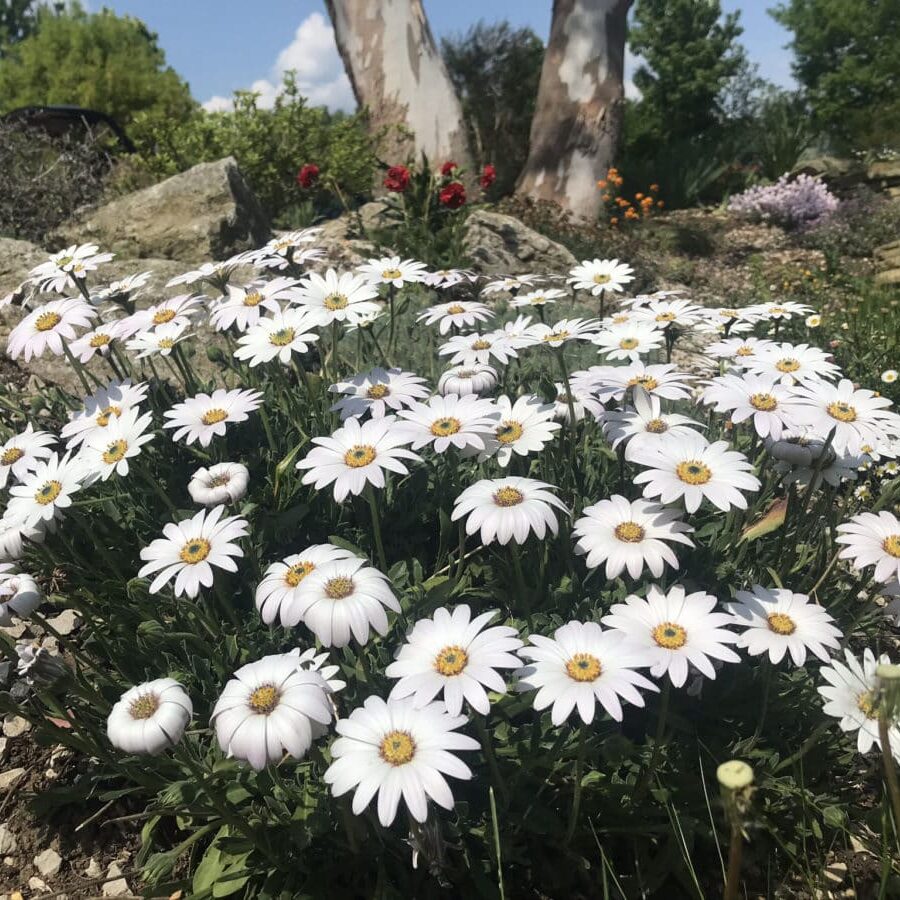 Osteospermum White Flower seeds for Planting - Fragrant Blossoms, Heirloom & GMO Free Seeds for Home Garden