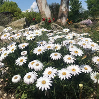 Osteospermum White Flower seeds for Planting - Fragrant Blossoms, Heirloom & GMO Free Seeds for Home Garden
