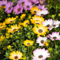 Mixed Osteospermum Flower seeds for Planting - Compact Growth, Heirloom & GMO Free Seeds for Home Garden
