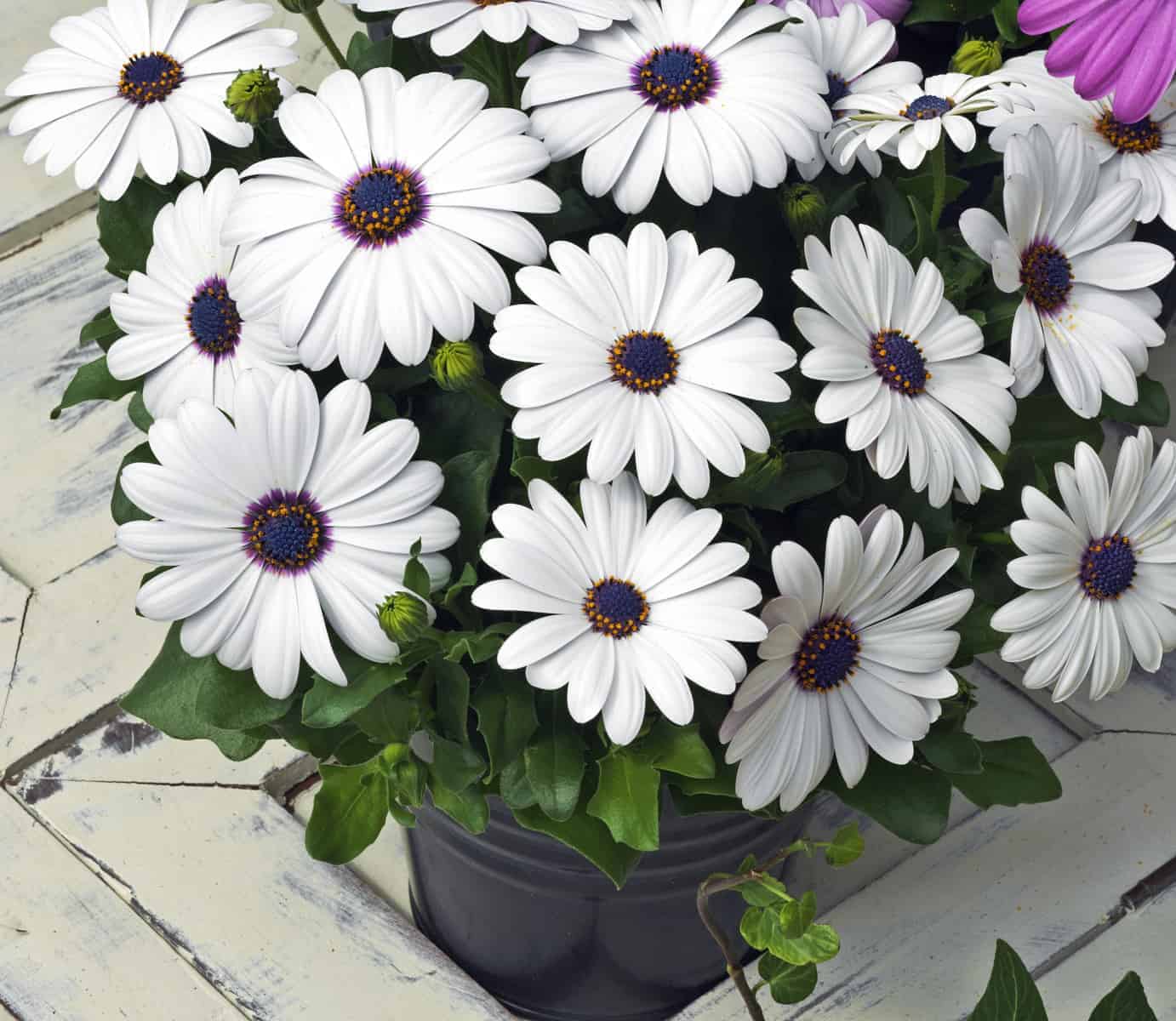 White Osteospermum Flower seeds for Planting - Bright Blooms, Heirloom & GMO Free Seeds for Home Garden