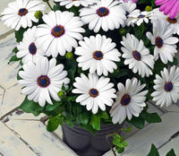 Osteospermum Flower seeds for Planting Cut Flower Favorite Heirloom & GMO Free Seeds for Home Garden