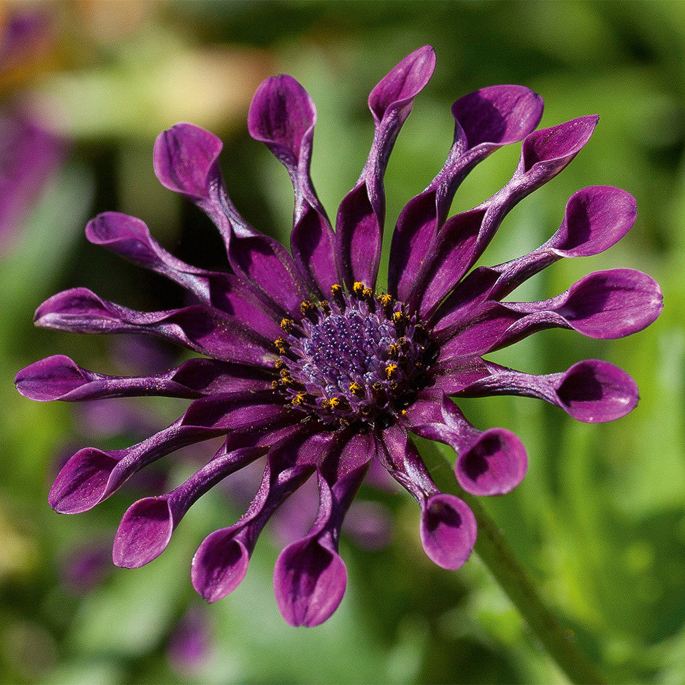 Osteospermum Flower seeds for Planting Garden Favorite Heirloom & GMO Free Seeds for Home Garden