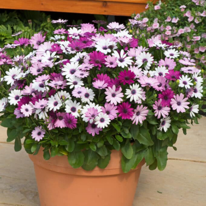 Mixed Osteospermum Flower seeds for Planting - Perfect for Borders, Heirloom & GMO Free Seeds for Home Garden