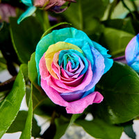 Rainbow Rose Flower seeds for Planting - Garden Favorite, Heirloom & GMO Free Seeds for Home Garden
