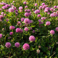 Clover Flower seeds for Planting Pollinator Friendly Heirloom & GMO Free Seeds for Home Garden