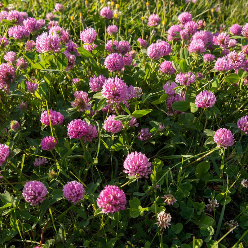 Clover Flower seeds for Planting Pollinator Friendly Heirloom & GMO Free Seeds for Home Garden