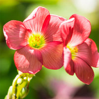 Oxalis Iron Cross Flower seeds for Planting Cottage Garden Essential Heirloom & GMO Free Seeds for Home Garden
 
 Sale