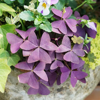 Purple Oxalis Stricta Flower seeds for Planting Drought Tolerant Heirloom & GMO Free Seeds for Home Garden 
 
 Sale
