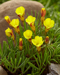 Yellow Oxalis Versicolor Flower seeds for Planting Seasonal Bloomer Heirloom & GMO Free Seeds for Home Garden 
 
 Sale