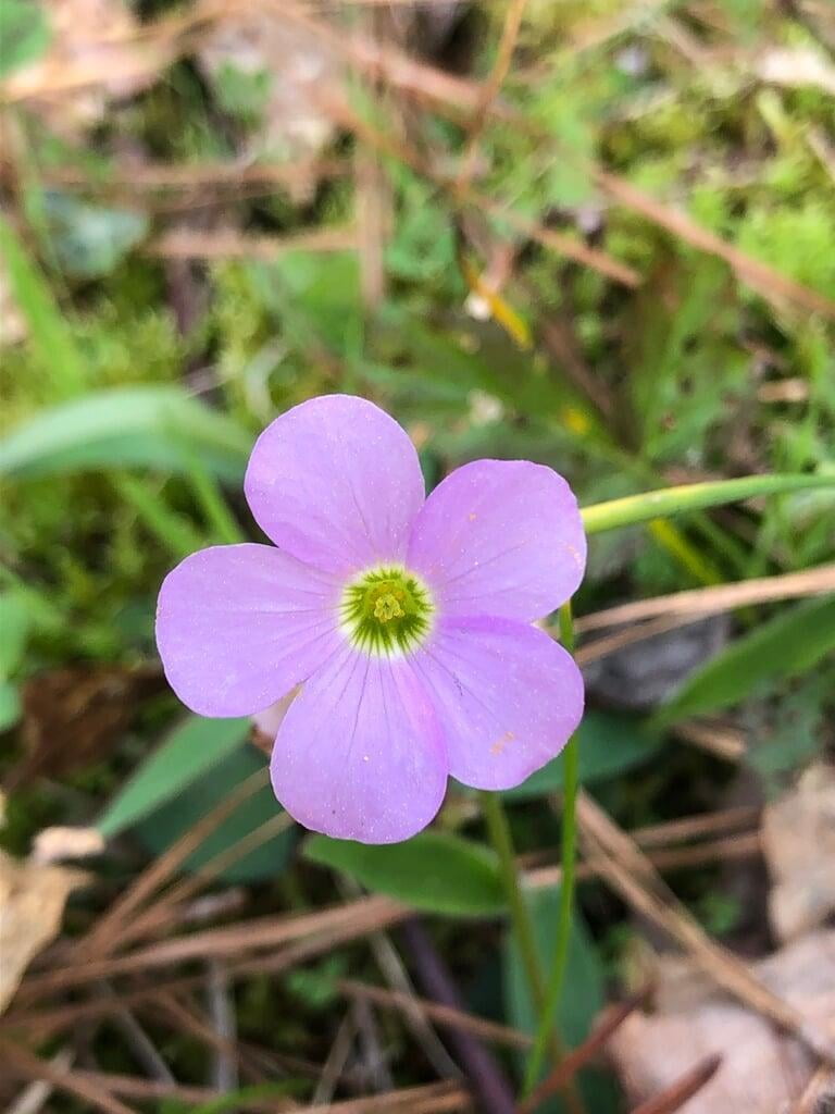 Oxalis Spring Flower seeds for Planting, Easy to Grow Heirloom & GMO Free Seeds for Home Garden