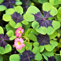 Green Purple Four Leaf Clover Flower seeds for Planting Home Garden Favorite Heirloom & GMO Free Seeds For Home Garden 
 
 Sale