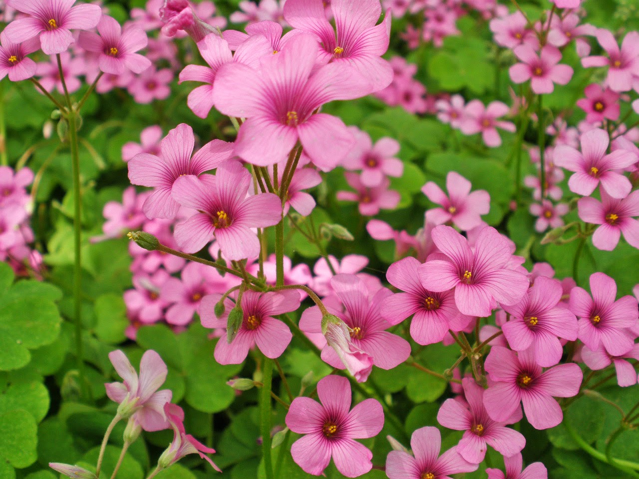 Pink Carpet Oxalis Flower seeds for Planting - Garden Favorite, Heirloom & GMO Free Seeds for Home Garden