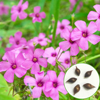 Oxalis Flower seeds for Planting - Fragrant Blossoms, Heirloom & GMO Free Seeds for Home Garden
