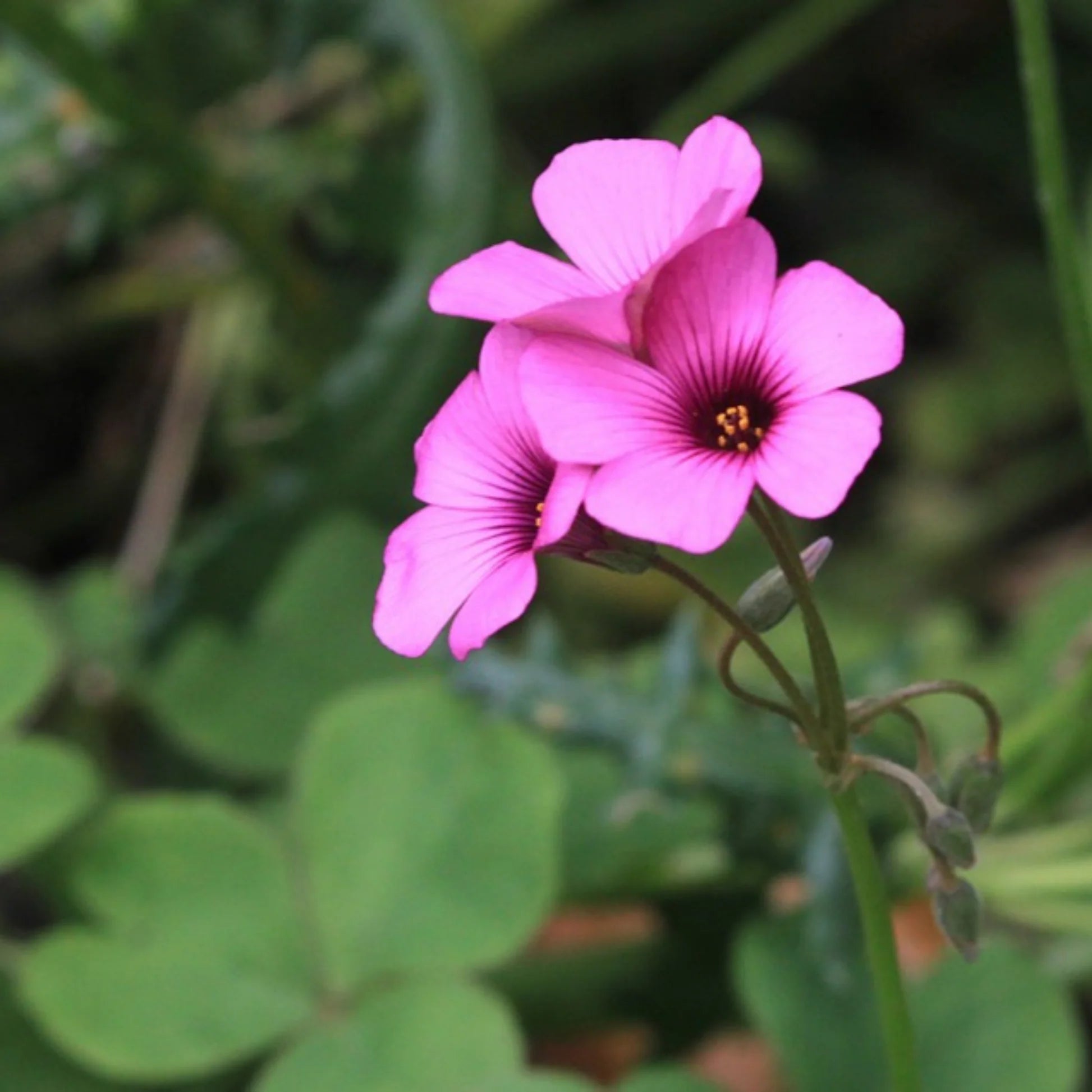 Oxalis Flower seeds for Planting Compact Growth Heirloom & GMO Free Seeds for Home Garden