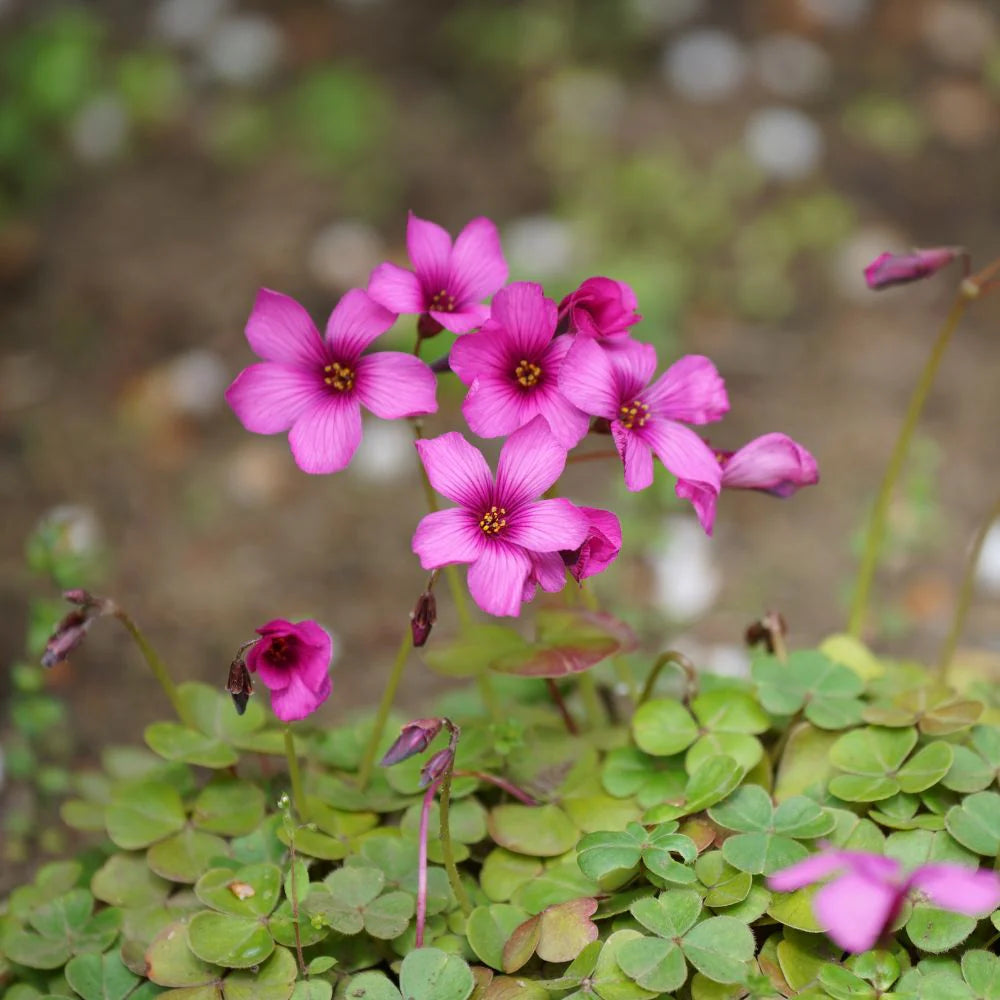 Oxalis Flower seeds for Planting Compact Growth Heirloom & GMO Free Seeds for Home Garden