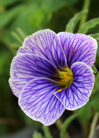 Oxalis Laciniata Flower seeds for Planting - Premium Quality, Heirloom & GMO Free Seeds for Home Garden