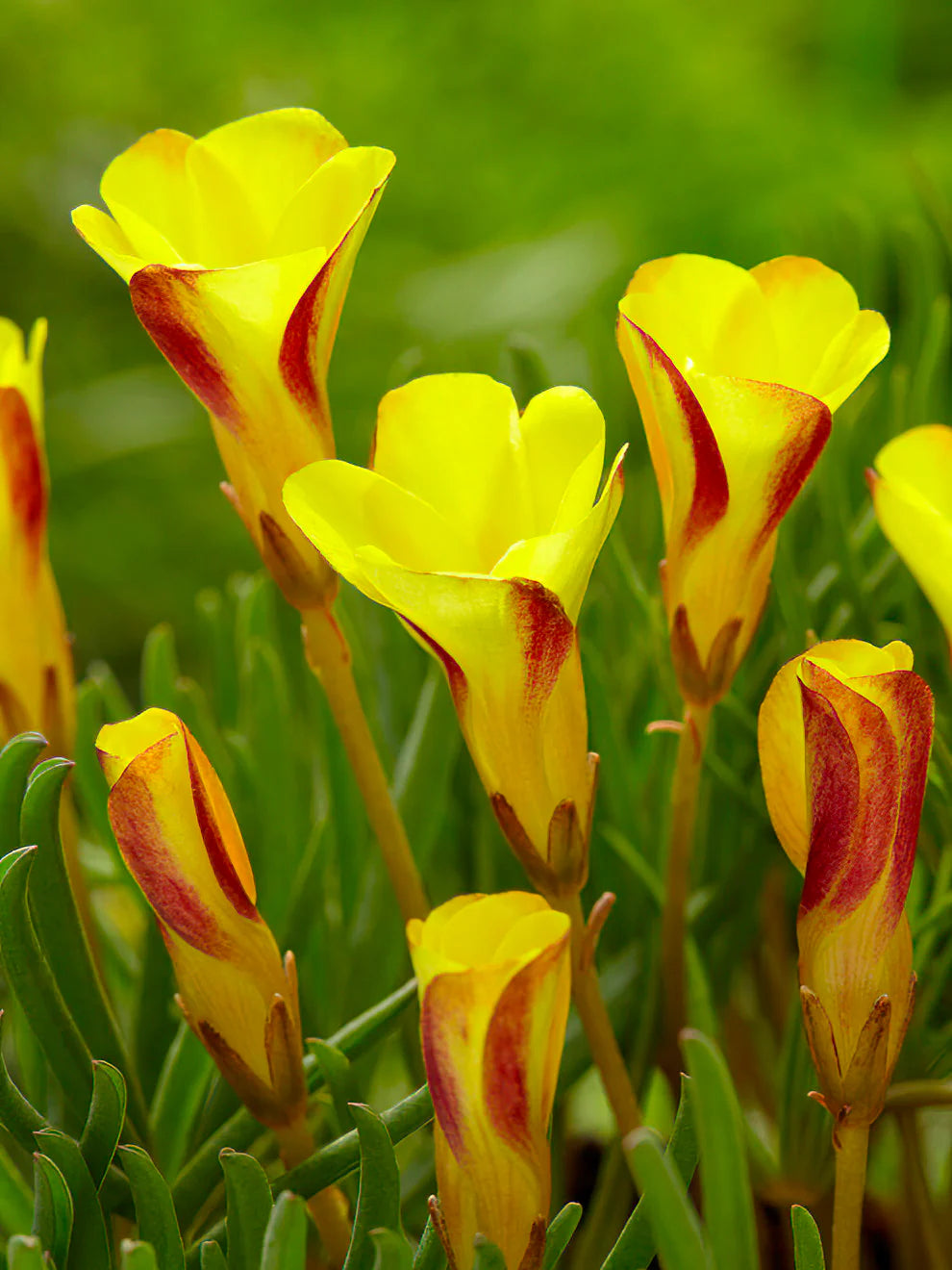 Yellow Oxalis Versicolor Flower seeds for Planting Seasonal Bloomer Heirloom & GMO Free Seeds for Home Garden 
 
 Sale