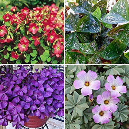 Mixed Oxalis Flower seeds for Planting Long Bloom Season Heirloom & GMO Free Seeds for Home Garden