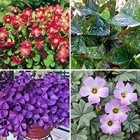 Mixed Oxalis Flower seeds for Planting Long Bloom Season Heirloom & GMO Free Seeds for Home Garden