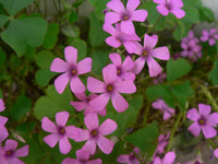 Oxalis Articulata Flower seeds for Planting - Perfect for Borders, Heirloom & GMO Free Seeds for Home Garden