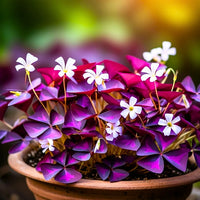 Purple Oxalis Stricta Flower seeds for Planting Drought Tolerant Heirloom & GMO Free Seeds for Home Garden 
 
 Sale