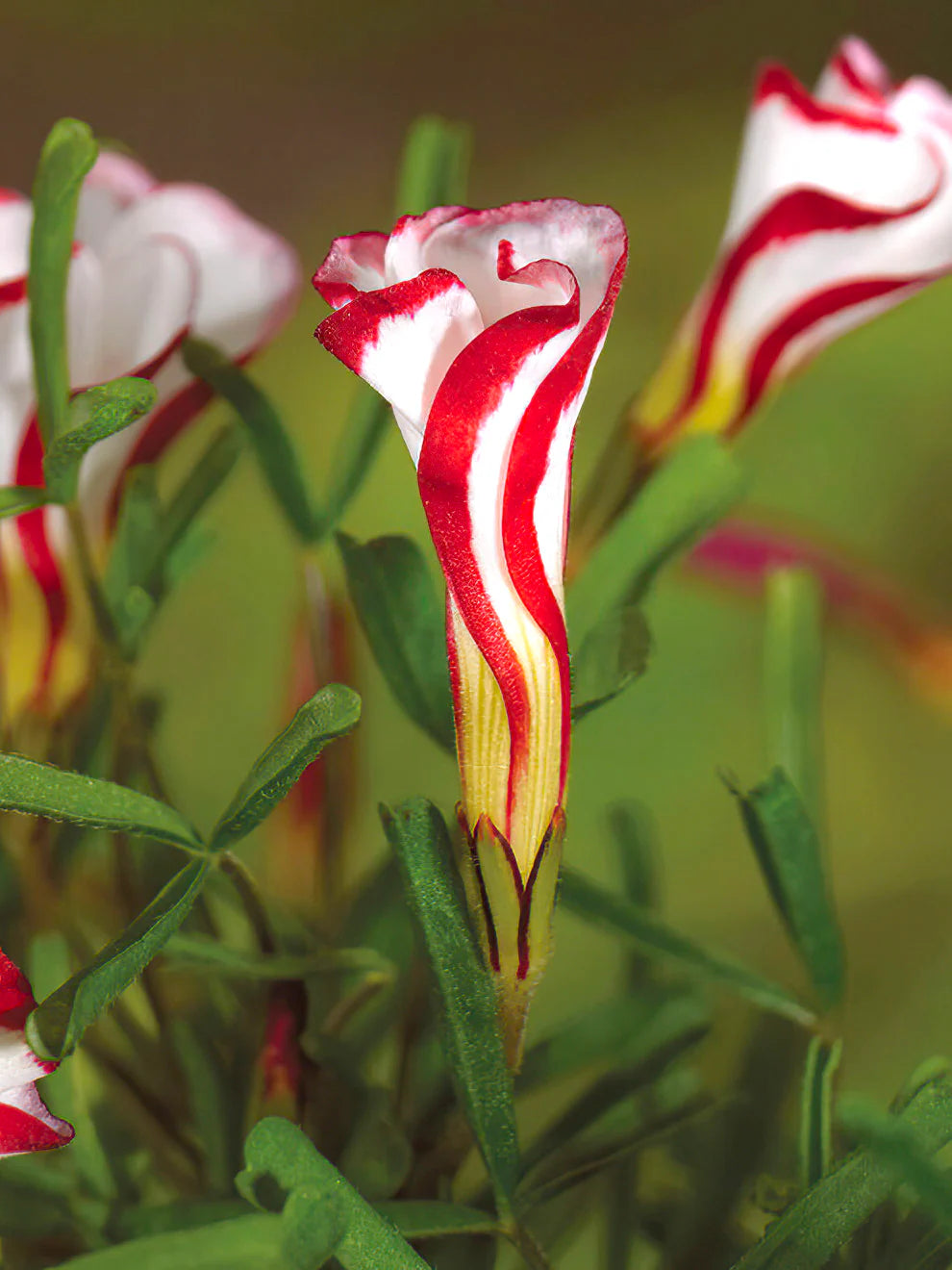 Red White Oxalis Flower Seeds for Planting – Cut Flower Favorite Heirloom & NonGMO Seeds for Home Garden
 
 Sale