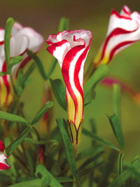Red White Oxalis Flower Seeds for Planting – Cut Flower Favorite Heirloom & NonGMO Seeds for Home Garden
 
 Sale