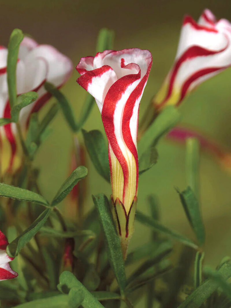 Oxalis Versicolor Flower seeds for Planting - Cottage Garden Essential, Heirloom & GMO Free Seeds for Home Garden