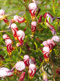 Oxalis Versicolor Flower seeds for Planting Seasonal Bloomer Heirloom & GMO Free Seeds for Home Garden