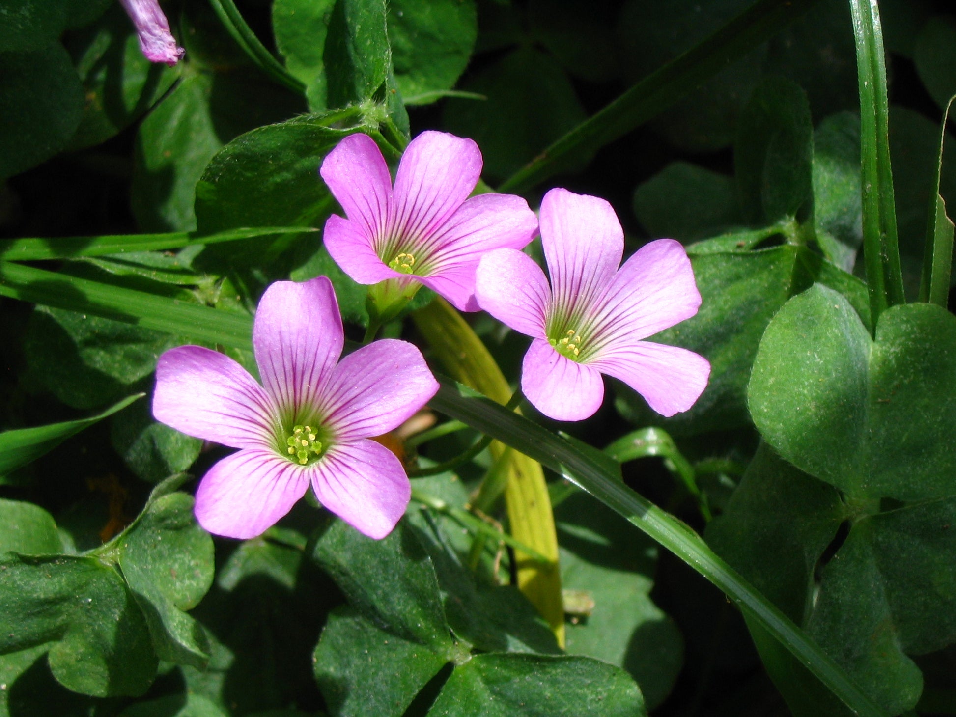 Green Purple Oxalis Corymbosa Flower seeds for Planting - Wildflower Mix, Heirloom & GMO Free Seeds for Home Garden