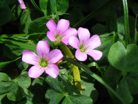 Green Purple Oxalis Corymbosa Flower seeds for Planting - Wildflower Mix, Heirloom & GMO Free Seeds for Home Garden