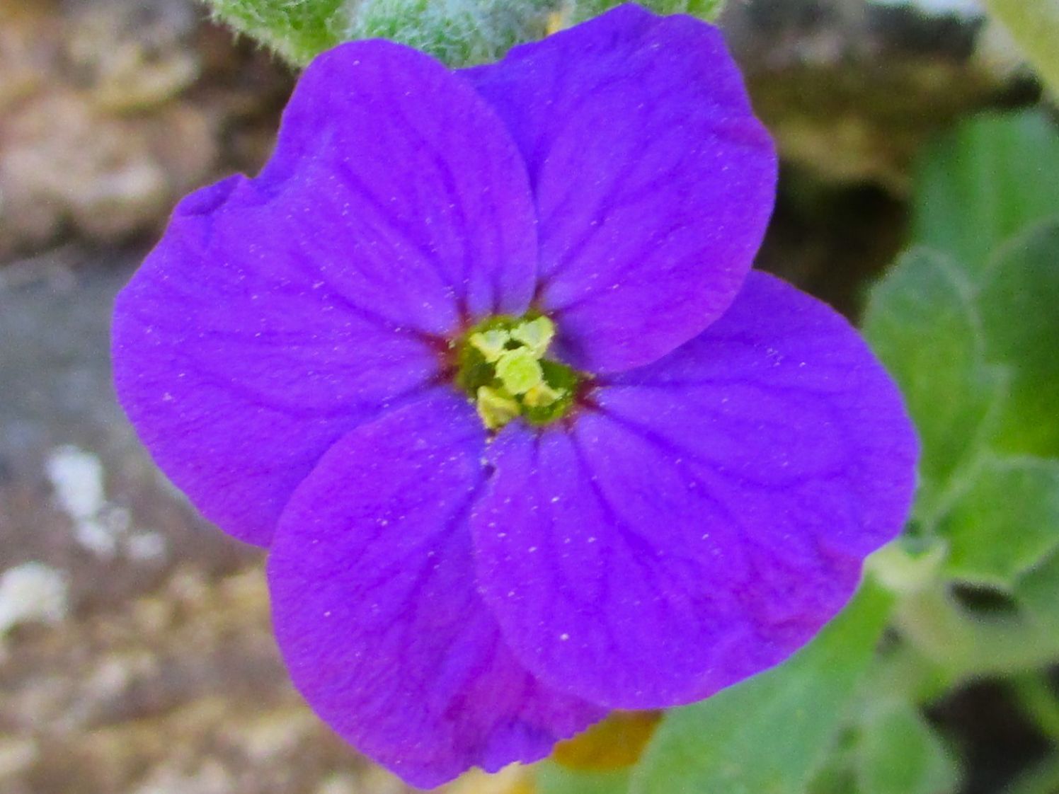 Violet Rock Cress Flower seeds for Planting Bright Blooms Heirloom & GMO Free Seeds for Home Garden 
 
 Sale